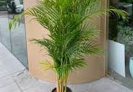 Dypsis lutescens 180mm