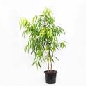 Ficus longifolia Sabre 200mm