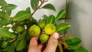 Psidium Yellow Cherry Guava 200mm
