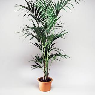 Howea forsteriana Kentia Palm Multi Planted 200m
