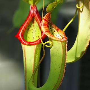 Nepenthes Pitcher Plant 140mm