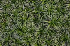 Ophiopogon japonicus 75mm - Tray lots of 40