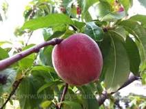 Prunus Anzac Dwarf Peach 180mm