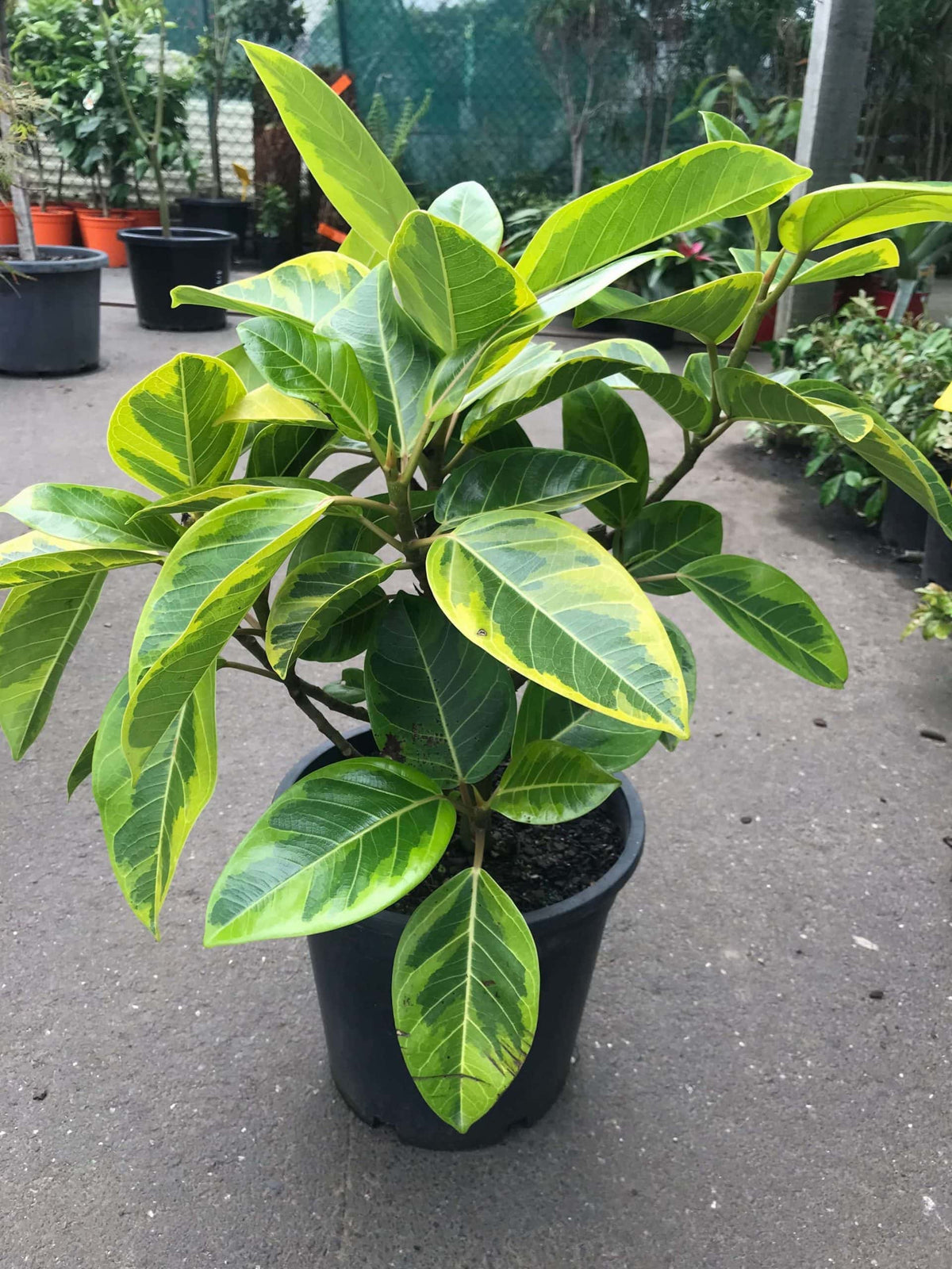 rubber tree lemon Ficus Lime Splice 250mm — Solomons Wholesale Nursery