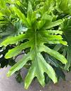 Philodendron Lickety Split 250