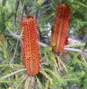 Banksia Red Rover 140mm
