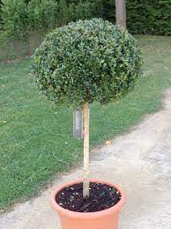 Buxus sempervirens std. 330mm 3ft tall