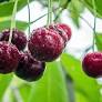 Prunus avium - Stella Dwarf Cherry 180mm