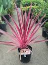 Cordyline Pink Passion 175mm