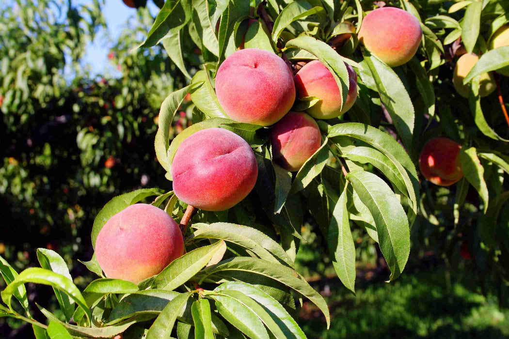 Prunus persica O Henry Dwarf Peach 180mm