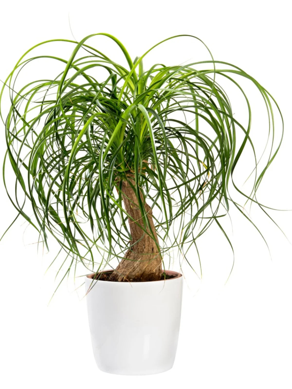 Ponytail palm 250mm — Solomons Wholesale Nursery
